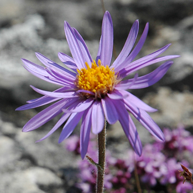 Détail de la fleur Aster des Causses