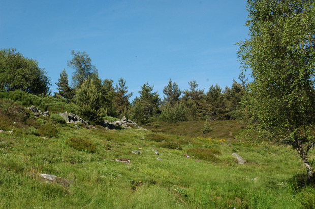 Végétation autour de l'étang de Barrandon