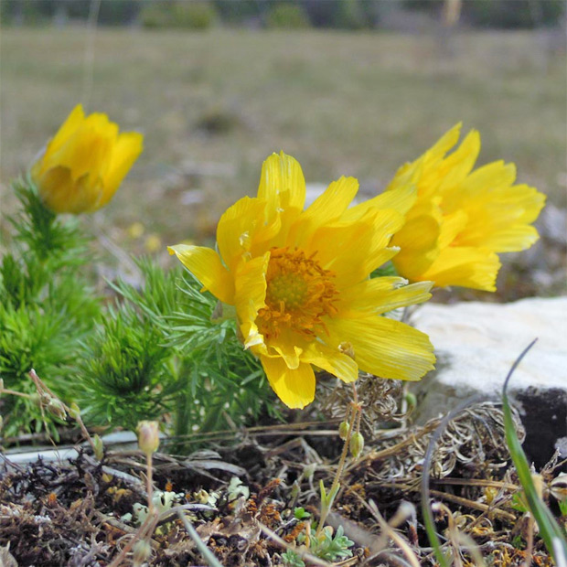 Adonis de Printemps