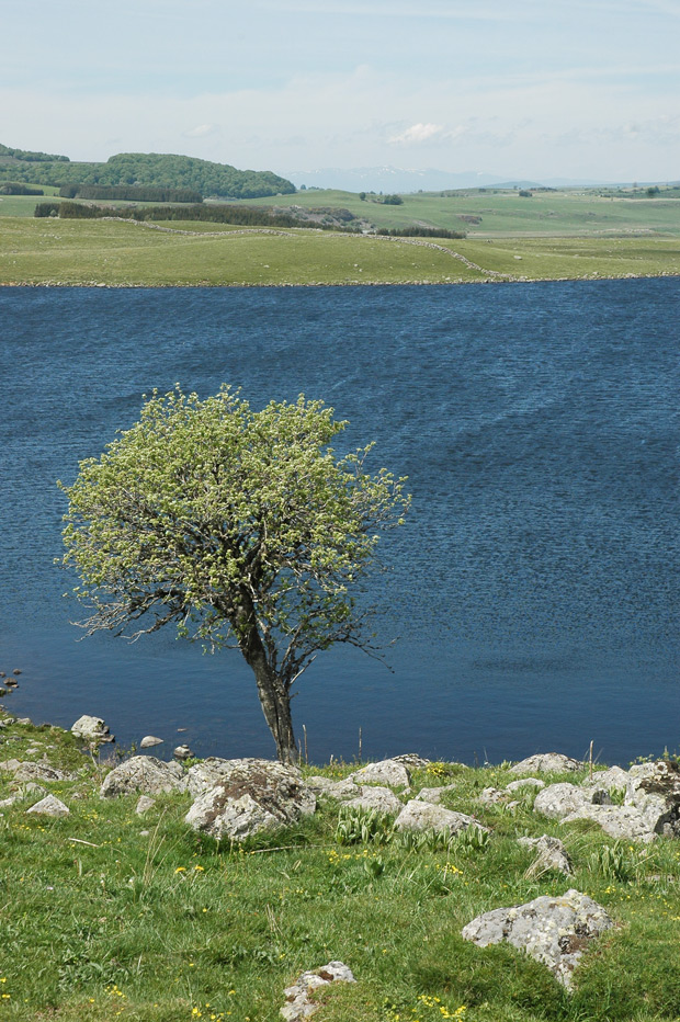 Arbre du Lac de Saint-Andéol