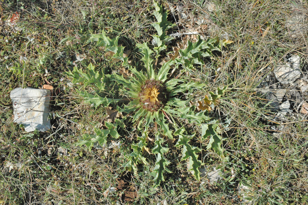 Cardabelle