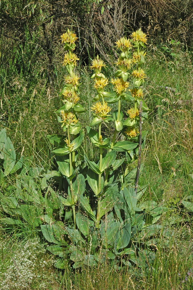 Gentiane jaune