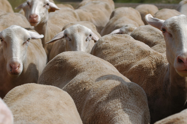 Mouton Lozère