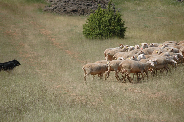 Chien et moutons