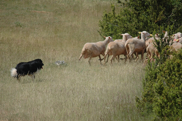 Moutons sur le Causse