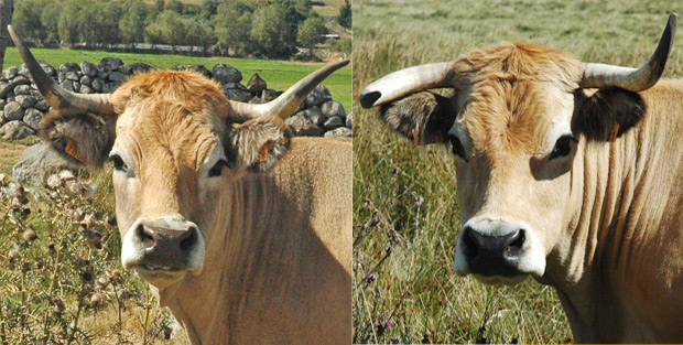 Cornes vaches Aubrac