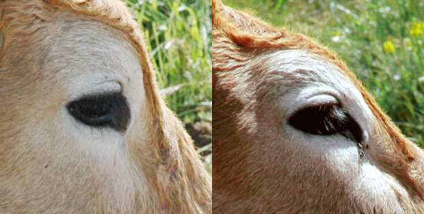 yeux-vache-aubrac