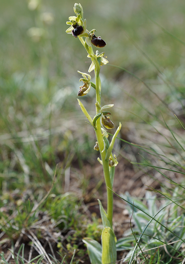 Orchidées