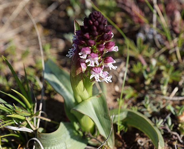 Orchidée