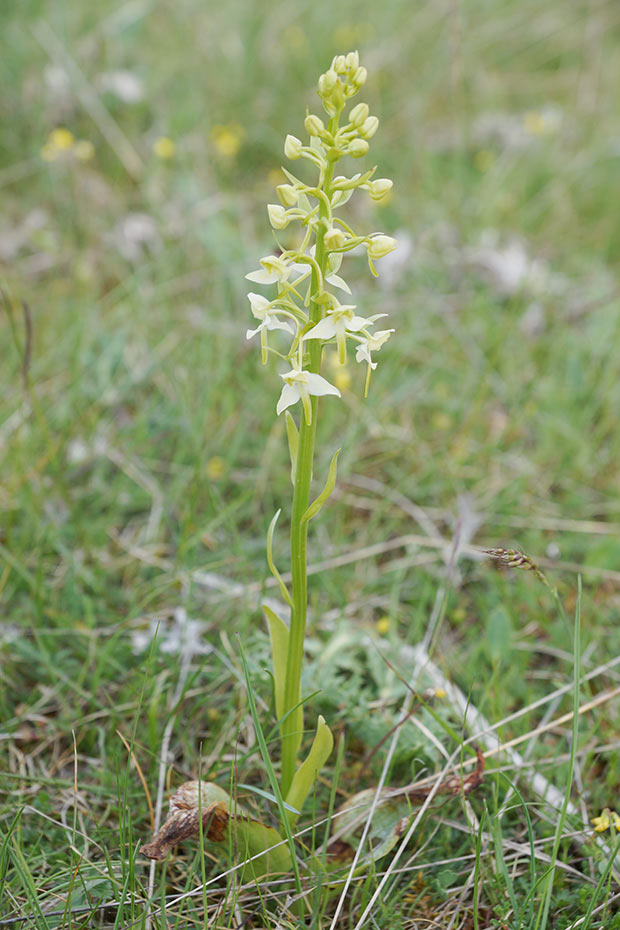 Orchidée verte