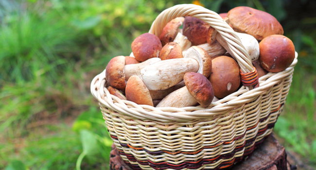 Panier En Osier Avec Champignons Cèpes Aux Champignons Dans La